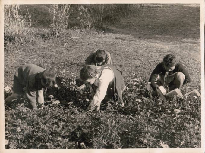 Лот 037 Фотография СССР 50-е гг.  Пионерский лагерь. Занятия по ботанике.  Формат 23 х 17 см.  1