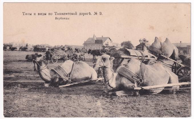 Типы и виды по Ташкентской дороге №9 - Верблюды