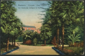 Кавказ - Сухум - Сад Синоп