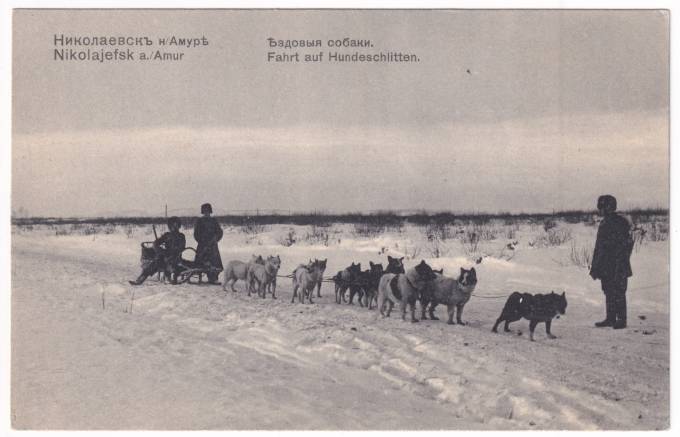 Николаевск на Амуре - Ездовые собаки