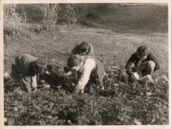 Лот 037 Фотография СССР 50-е гг.  Пионерский лагерь. Занятия по ботанике.  Формат 23 х 17 см.  2