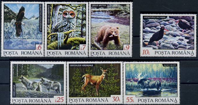 (Bear_036) Медведи. Румыния