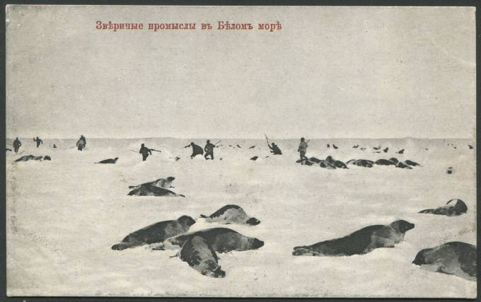 Звериные промыслы в Белом море