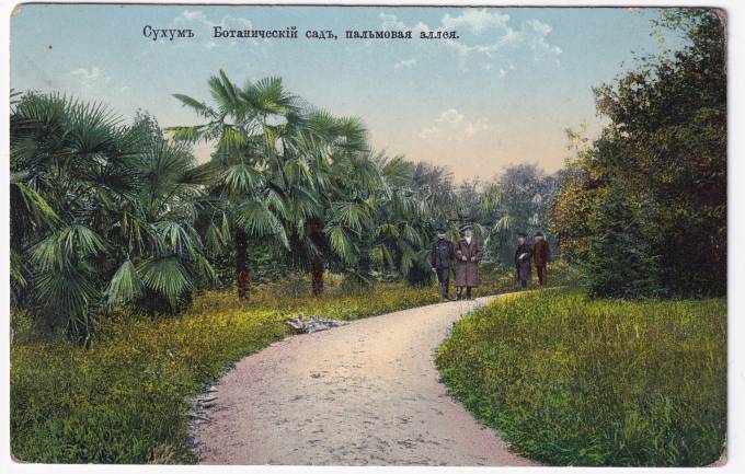 Россия - Открытка - Сухум. Ботанический сад, пальмовая аллея