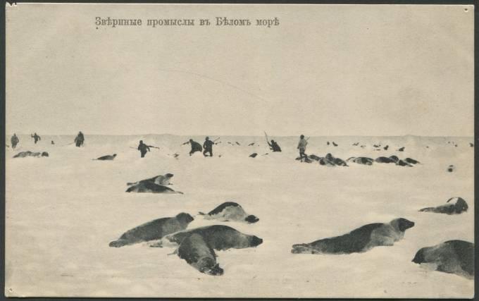 Звериные промыслы в Белом море